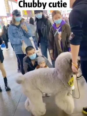 A post by @cutepety on TikTok caption: #dog