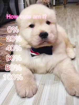 A post by @petlove4u on TikTok caption: How cute am I ?#dog #pet