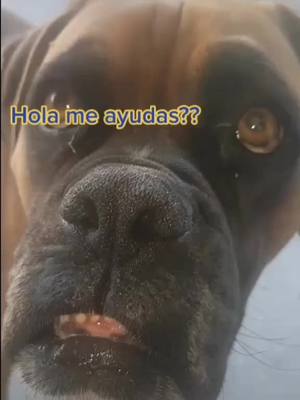 A post by @currotheboxer on TikTok caption: Me ayudas????🤔🥇