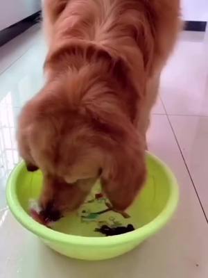 A post by @pets.bigfans on TikTok caption: So naughty puppy 🐶 #dogsoftiktok #doggy #LoveStory #fyp