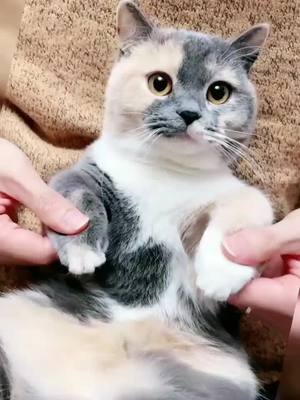 A post by @ilovepets888 on TikTok caption: dancing cat#cat