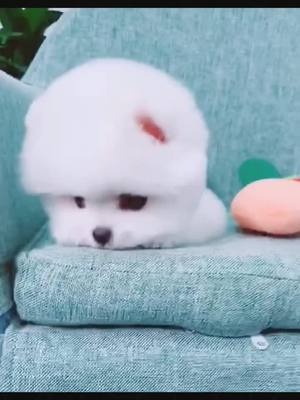 A post by @cuppuppyyy on TikTok caption: So cute ❤️❤️#dog #pet #puppy