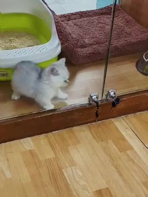 A post by @keke8860 on TikTok caption: Am I cute?#cats #foryou #animals #fyp