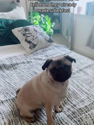 A post by @peppathepug on TikTok caption: somebody make me more scrambled eggs 😢 #peppapug