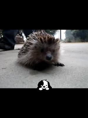 A post by @victorsan125 on TikTok caption: That’s just a baby hedgehog 🦔 🦔  🦔 I don’t know where it is from? #tiktok #foryourpage #foryou