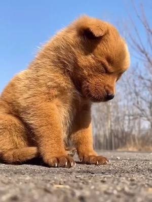 A post by @petsbaby on TikTok caption: So cute 😊 🥰 ☺️ #pet #dog #funny #socute #foryoupage #funnydog