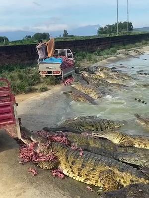 A post by @huangzhirong6 on TikTok caption: 😱😱😱😱#foryou #foryoupage #fyp #tiktok #crocodile