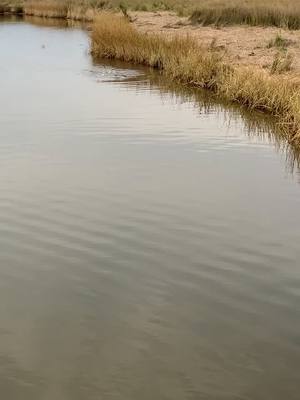 A post by @frigatebirdfishing on TikTok caption: #redfish #fishing #flyfishing