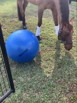 A post by @hannahdressage on TikTok caption: I try and get him toys and he never wants to play with them but a plastic water bottle he loves 🙄 #dressage #horse #equestrian #fei #InLove