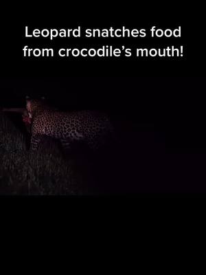 A post by @tigerking123go on TikTok caption: Leopard snatches food from crocodile’s mouth#foryou #leopard #tiger