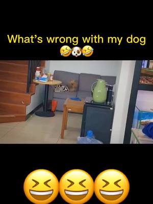 A post by @petby0 on TikTok caption: 🤣🤣🤣#dogs #foryou