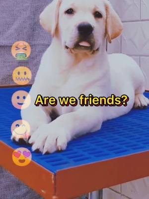 A post by @poorunloved on TikTok caption: Are we friends #GreenScreenScan #dog #dogsoftiktok #Love #fyp