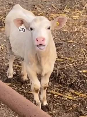 A post by @somebovines on TikTok caption: 👅 #adorableanimals #cute #calf #bottlecalf #farming #grasspuppy #foryou #fyp