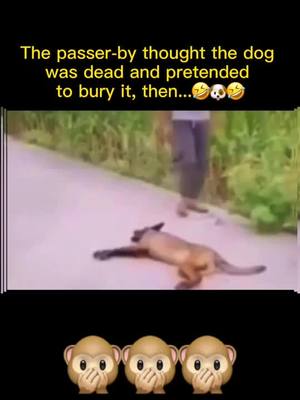 A post by @petby0 on TikTok caption: Wait till the end. #foryou #dogs #pets