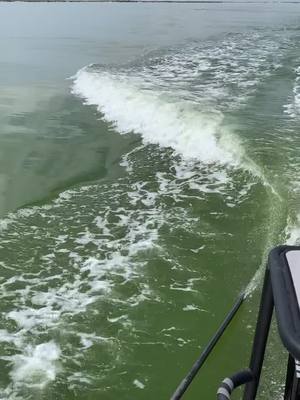 A post by @frigatebirdfishing on TikTok caption: #dolphin #surfing our #boat wake