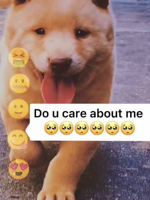 A post by @poorunloved on TikTok caption: I know u will say NO 😕🥺🤧#doggy #YouShouldKnow #LiftandSnatchBrow #foryou #petlover #puppy