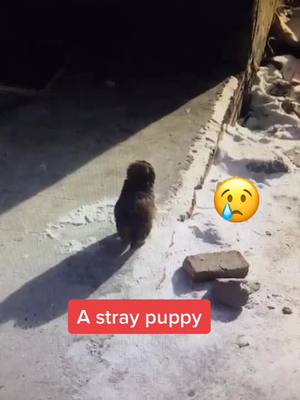 A post by @pety9001 on TikTok caption: #puppy #dog