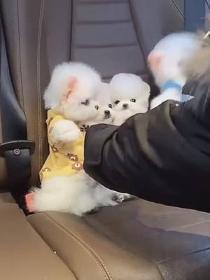 A post by @bennn116 on TikTok caption: We will go traveling #pet #dog #puppy #fyp #foryoupage