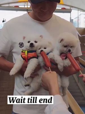 A post by @bennn116 on TikTok caption: Could u give me a small heart ❤️ #puppy #pet #dog #fyp #foryoupage