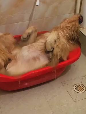 A post by @petdw6 on TikTok caption: I just fell sleep. Wait till the end.🤣🐶🤣#dogs #foryou #fyp #pets #shower #animals