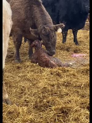 A post by @somebovines on TikTok caption: Minutes old to one day old! #calf #cowcalf #cow #newlife #baby #farming #foryou #fyp