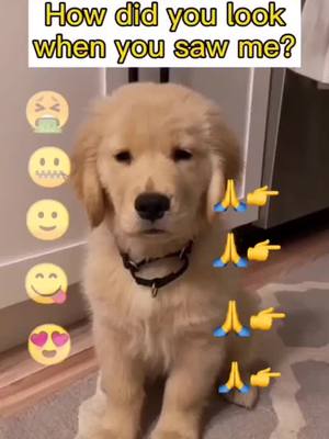 A post by @dog.love.1314 on TikTok caption: ❤️🐩#dog #dogsoftiktok #puppy #foryoupage #animals #pet