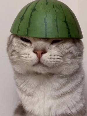 A post by @user3110366716596 on TikTok caption: It’s cute to wear a watermelon hat😂😂#foryoupage #whiskeythecat