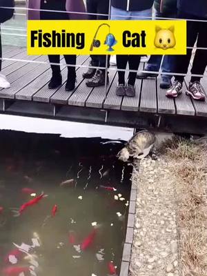 A post by @petikaka on TikTok caption: Have u ever seen a cat fishing? #viral #omg #catsoftiktok #pet #fyp