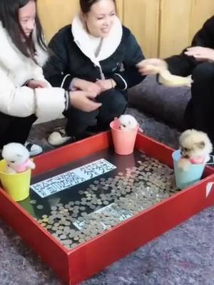 A post by @puppyhome09 on TikTok caption: Spade COINS take baby dog home, she!#dog