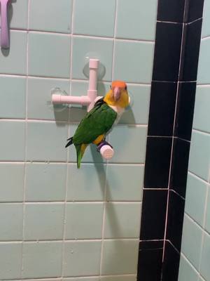 A post by @princess_pudge on TikTok caption: pudgie trying out her new shower perch and gettin a little ✨suana✨ to help with her molt #fyp #parrotmom #parrot #princesspudge #caique