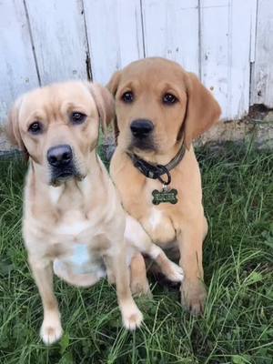 A post by @rugerdunkin on TikTok caption: Peep my white chest hairs #foryoupage #dogsoftiktok #puppy #fyp #redlab