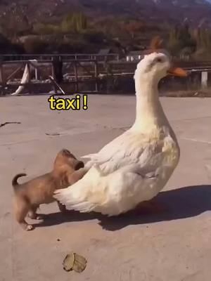 A post by @happy.hub888 on TikTok caption: five star taxi service#fyp #haha #pourtoi #amazing #wow #duck #puppy