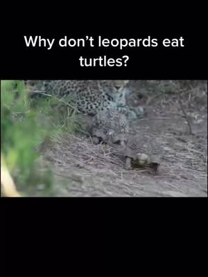 A post by @tigerking123go on TikTok caption: Why don’t leopards eat turtles?#foryou #leopard