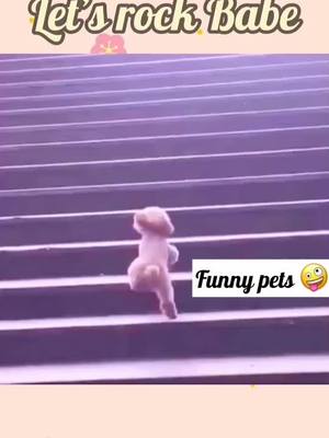 A post by @petikaka on TikTok caption: #funnypet #funnydog #PetsOfTikTok #dog #panda #cutedog #cutie