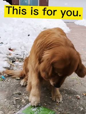 A post by @loveyouall129 on TikTok caption: can u like the dog?🥺🥺🥺🥺#dog #pet #foryou #tiktok #puppy #fyp