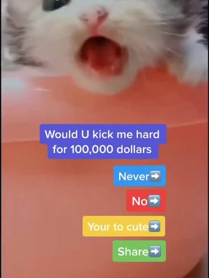 A post by @sweetcatsfollow on TikTok caption: #sad #cute #cat #kitten