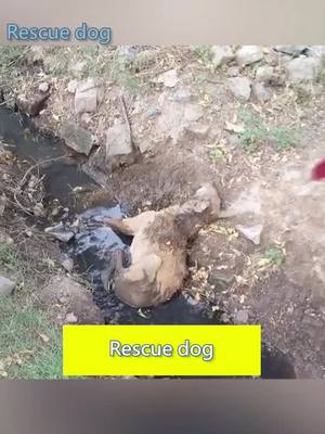 A post by @hipetsi on TikTok caption: Rescue this poor dog.#foryoupage #puppy #rescuedog #straydog #doglove #foryou #tiktok #fyp