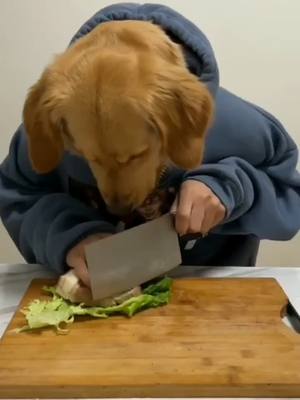 A post by @lovedog238 on TikTok caption: Eating meat#dog #meat #foryoupage