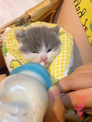 A post by @jojobean588 on TikTok caption: Little milk cat🥰#cat #pets #pet #foryoupage #tiktok