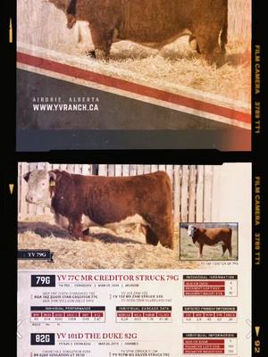 A post by @halnixdorff on TikTok caption: Looking for Ranch Raised Data Driven Bulls? Feed Efficiency Tested - Carcass Scanned - Maternal   #hereford #angus #rancher #beef #cattle #cattlemen