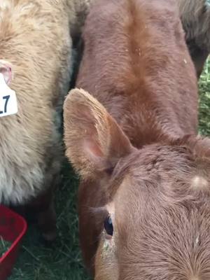 A post by @somebovines on TikTok caption: I hope I was able to make you as happy as you made me #bittersweet #Love #agriculture #farming #bottlecalf #grasspuppy #calf #foryou #fyp