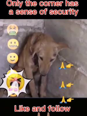 A post by @dog.love.1314 on TikTok caption: #please don’t hurt me!#dog #dogsoftiktok #dogs #puppy #pet #foryou #fyp