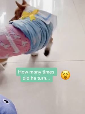 A post by @joice_cookie on TikTok caption: （@_@）OMG#pet #cute #puppy #dog