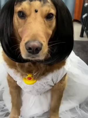 A post by @lovedog238 on TikTok caption: It’s getting more beautiful#dog #cute #foryou #beautiful