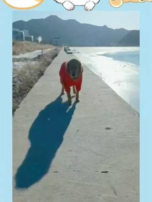 A post by @lovedog238 on TikTok caption: Dogs can dance,too #dog #cute #dance #foryou