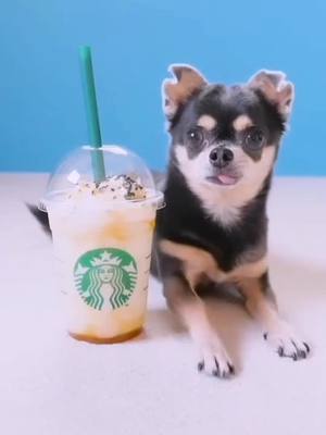 A post by @fanci.jewellery on TikTok caption: #dogsoftiktok #puppy #dogs #doggy #doglover #fyp #starbucks What's your favorite drink 🍹?