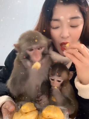 A post by @luckyhome_7 on TikTok caption: So cute 😊 #animals #monkey #animalsoftiktok #eating #cute #foryou #fyp