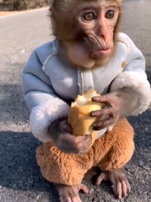 A post by @luckyhome_7 on TikTok caption: So cute 😊 #animals #monkey #animalsoftiktok #eating #cute #foryou #fyp