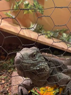 A post by @daisy..and..friends on TikTok caption: Thank you guys for 200k! To thank you guys we are introducing you to Azul! She is a cayman blue iguana! #fyp #200k