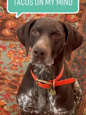 A post by @gspoftheday on TikTok caption: Tacos on my mind #dogsoftiktok #gsp #tacos #taco #fyp